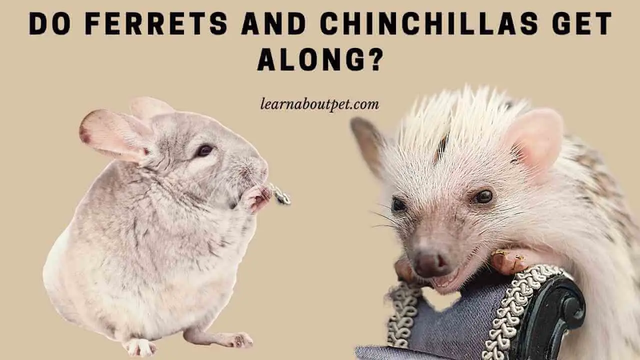 Do Ferrets And Chinchillas Get Along? (7 Cool Facts) 2022