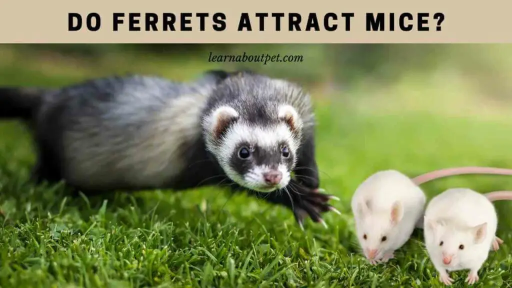 Do Ferrets Attract Mice? (9 Interesting Facts) - 2023