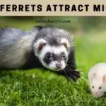 Do Ferrets Attract Mice? (9 Interesting Facts)