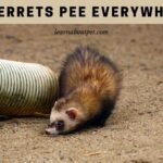 Do Ferrets Pee Everywhere? 7 Clear Facts Before Buying Ferrets