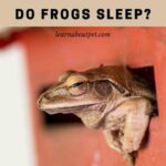 Do Frogs Sleep? (9 Interesting Facts)