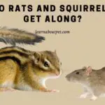 Do Rats And Squirrels Get Along? 7 Interesting Facts