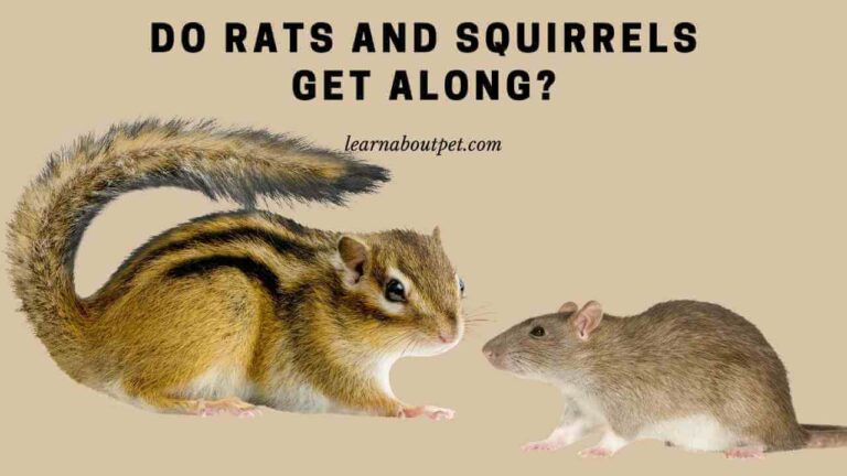 Do Rats And Squirrels Get Along? 7 Interesting Facts - 2023