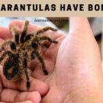 Do tarantulas have bones