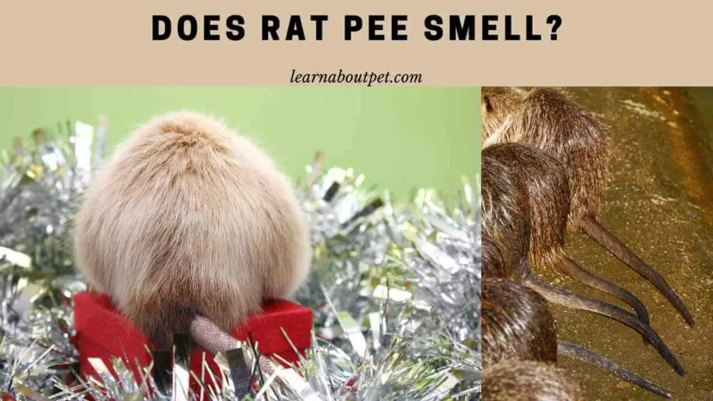 Does Rat Pee Smell Like Cat Pee at Aaron Bermudez blog