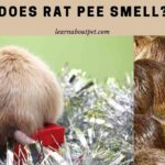 Does rat pee smell