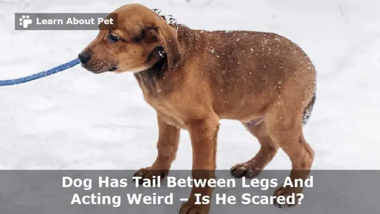 Dog Has Tail Between Legs And Acting Weird? 7 Clear Reasons - 2023