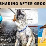 Dog Shaking After Grooming