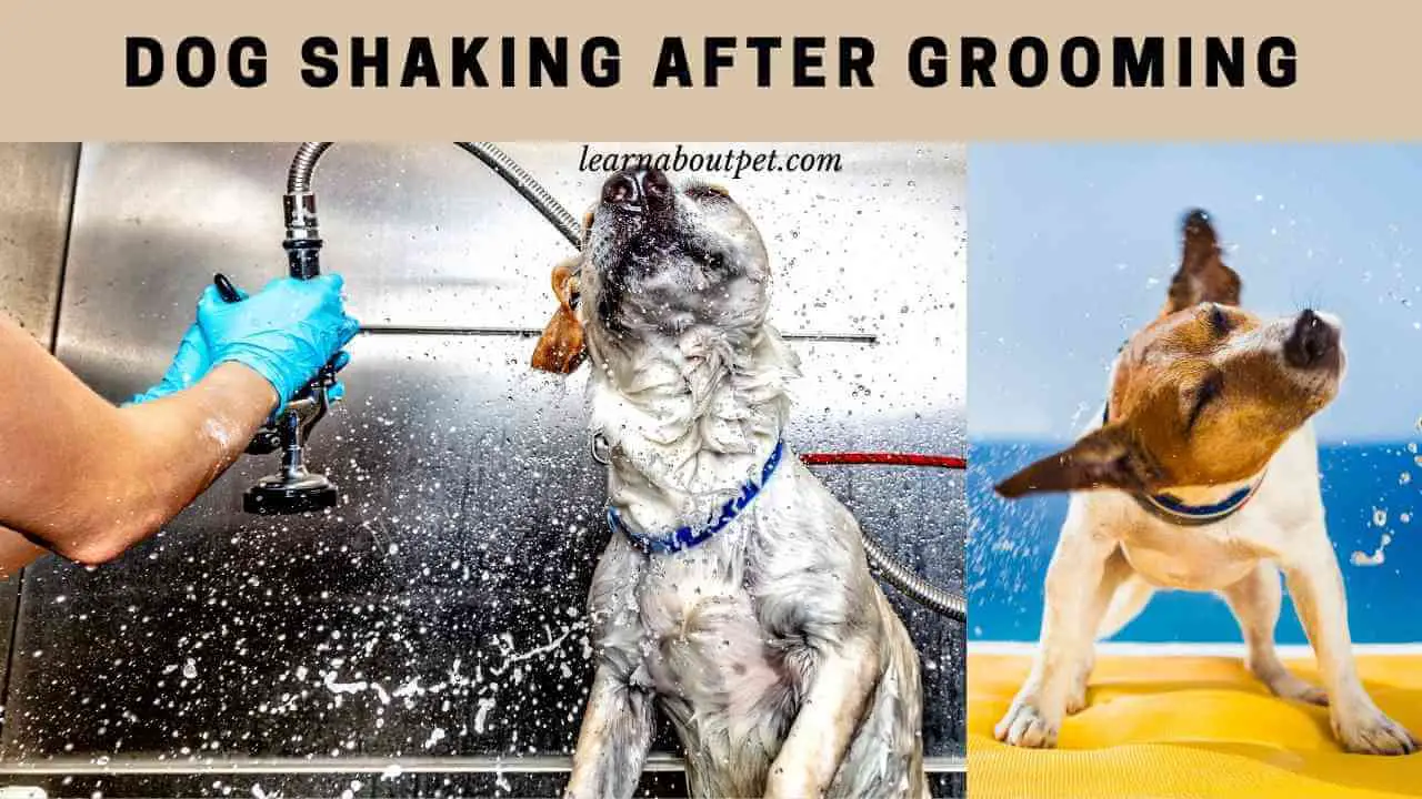 Dog Shaking After Grooming (9 Interesting Facts) 2024