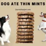 Dog Ate Thin Mints : Is It Harmful? (10 Menacing Symptoms)