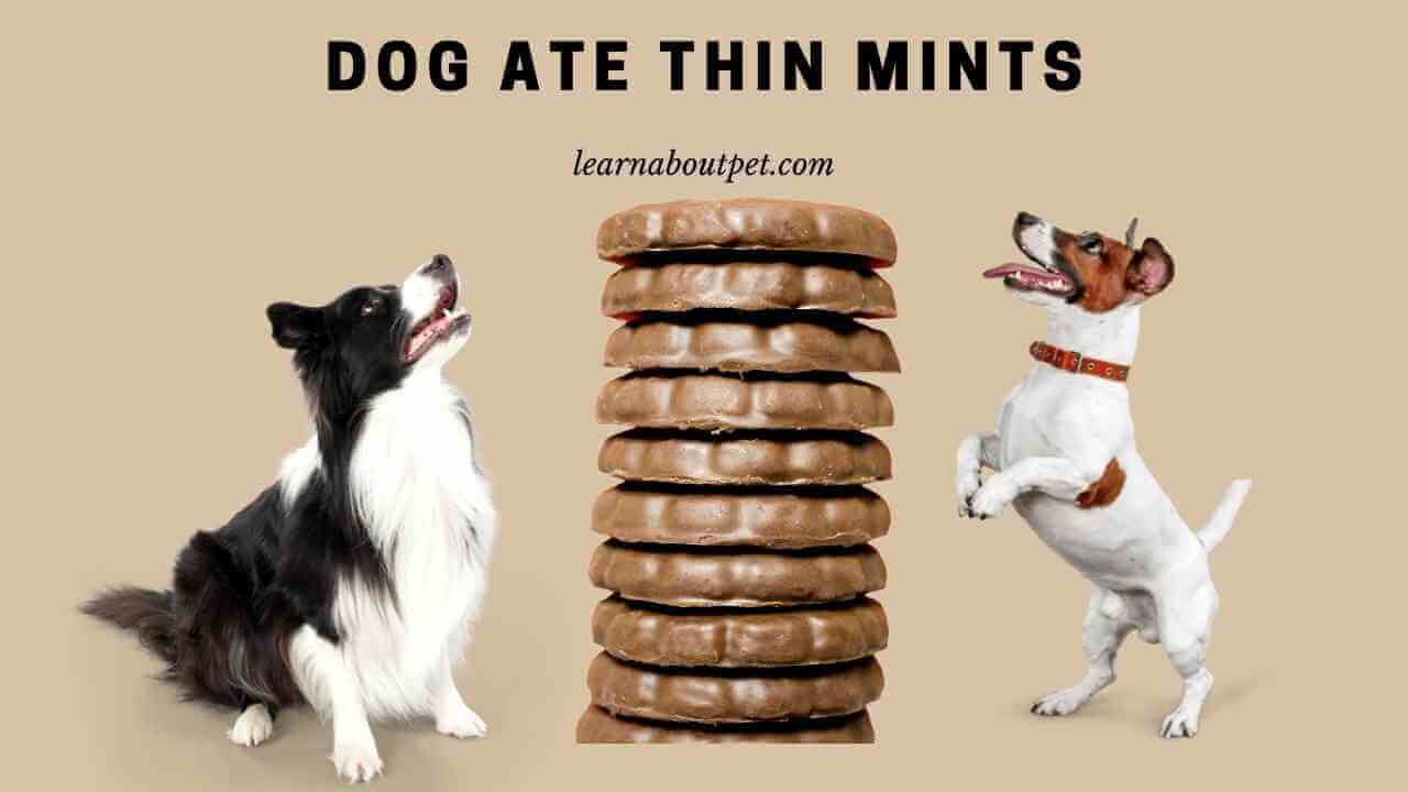 Dog Ate Thin Mints Is It Harmful? (10 Menacing Symptoms)