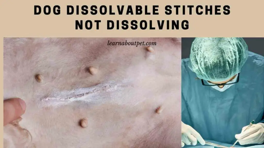 Dog dissolvable stitches not dissolving