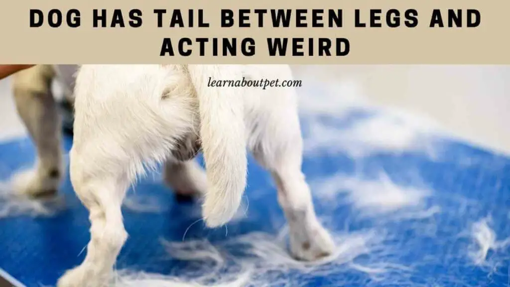 Dog has tail between legs and acting weird