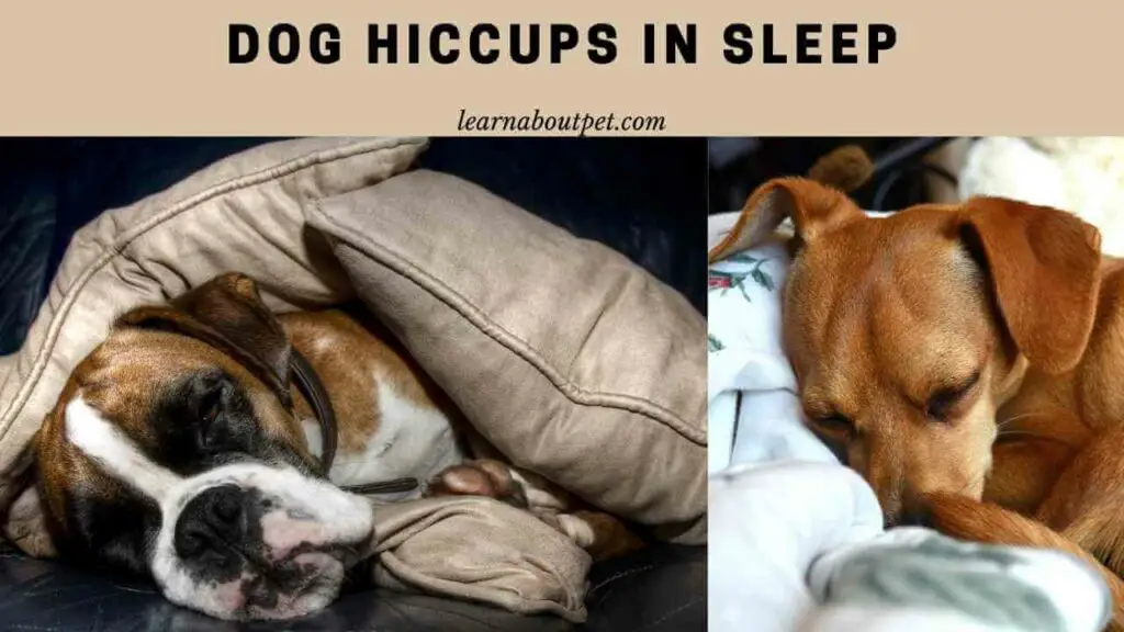 Dog Hiccups In Sleep 9 Menacing Reasons 2021