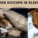 Dog hiccups in sleep