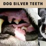 Dog Silver Teeth : 5 Interesting Reasons Why Dogs Have Silver Teeth?