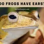 Frog Ears : Do Frogs Have Ears? (9 Cool Facts)