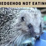 Hedgehog Not Eating : (9 Menacing Facts)