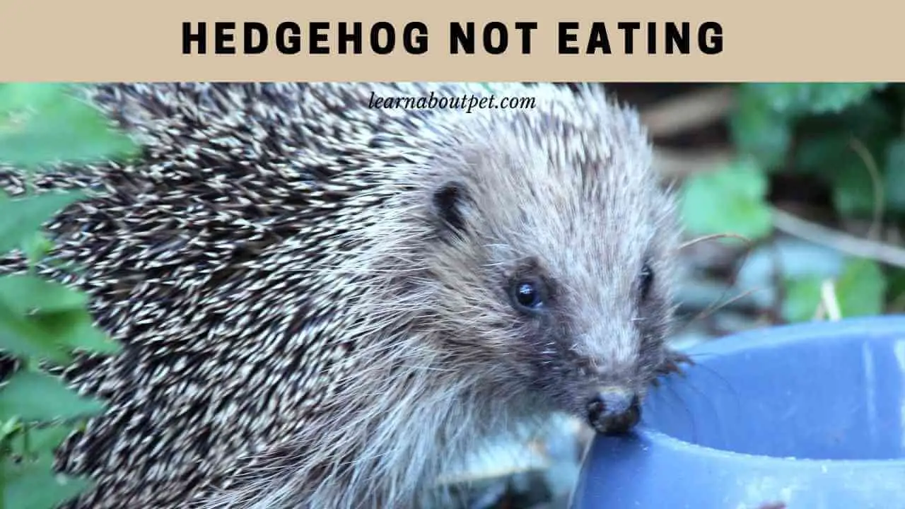 Hedgehog Not Eating (9 Menacing Facts) 2023