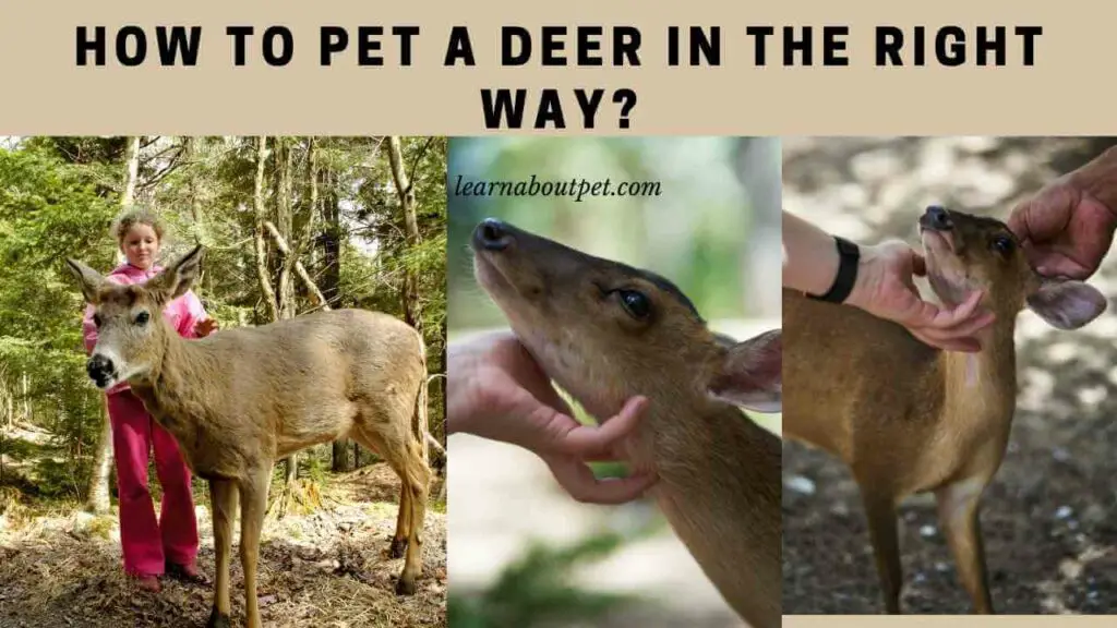 How to pet a deer in the right way