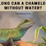How Long Can A Chameleon Go Without Water? (7 Cool Facts)