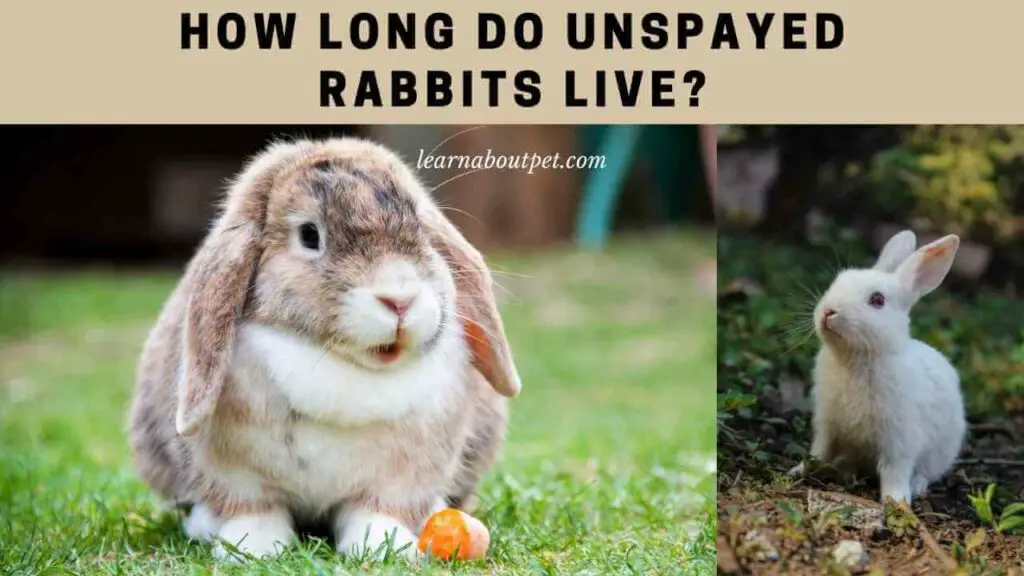 How Long Do Unspayed Rabbits Live? 4 Clear Benefits Of Spaying