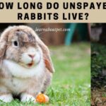 How Long Do Unspayed Rabbits Live? 4 Clear Benefits Of Spaying How long do unspayed rabbits live