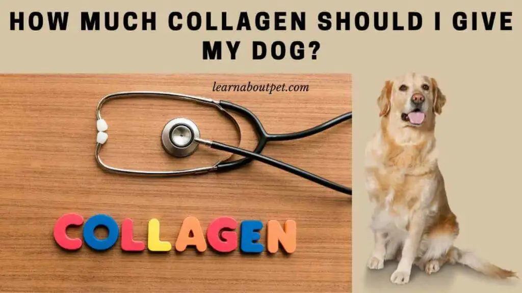 How much collagen should i give my dog