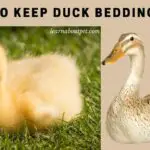 How To Keep Duck Bedding Dry? (7 Interesting Methods)