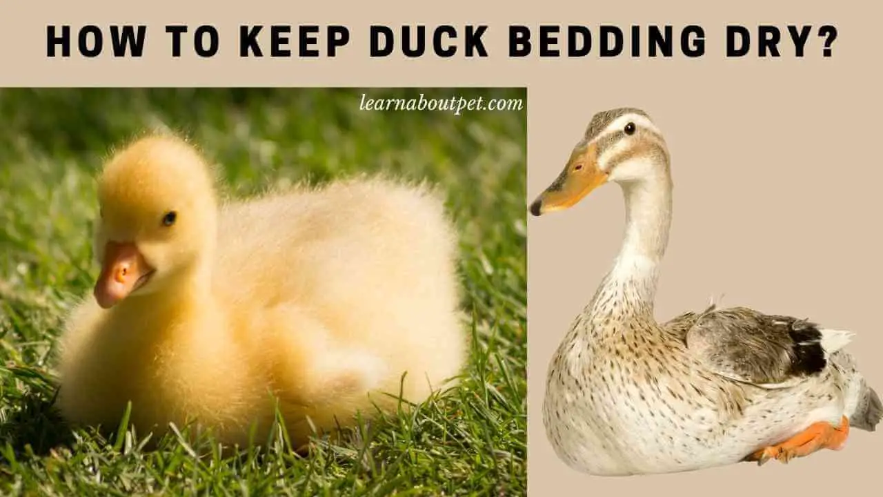 How To Keep Duck Bedding Dry? (7 Interesting Methods) 2024