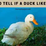 How To Tell If A Duck Likes You? (4 Clear Signs)