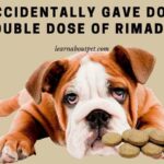 I Accidentally Gave Dog A Double Dose Of Rimadyl