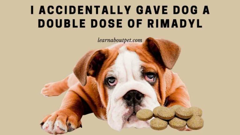 I Accidentally Gave Dog A Double Dose Of Rimadyl - 2022