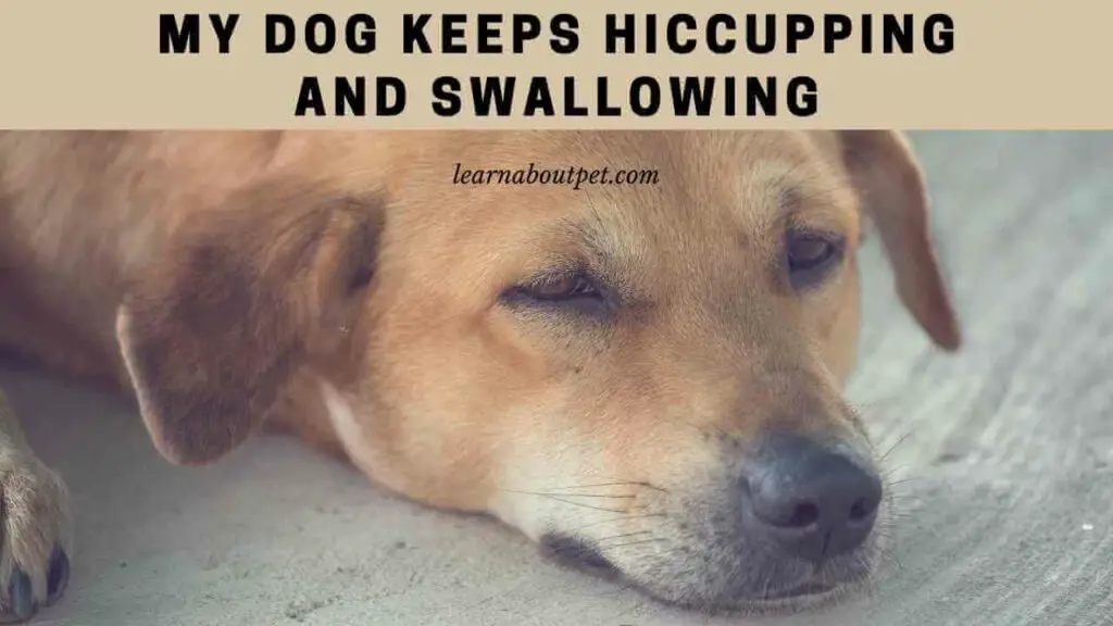 My Dog Keeps Hiccupping And Swallowing 7 Menacing Facts