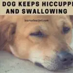 My Dog Keeps Hiccupping And Swallowing : 7 Menacing Facts