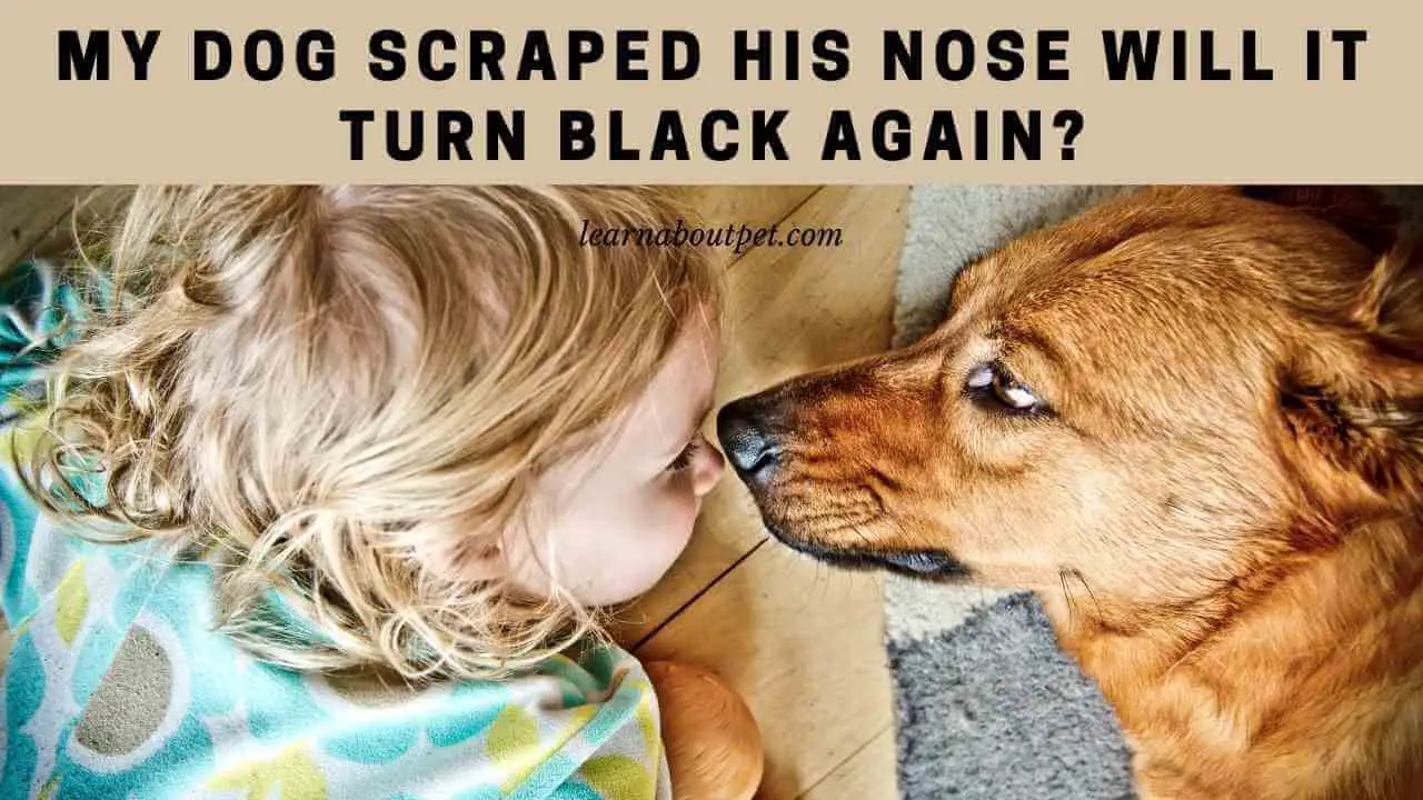 Dog Scratched Nose Will It Turn Black Again Weil Theirl01