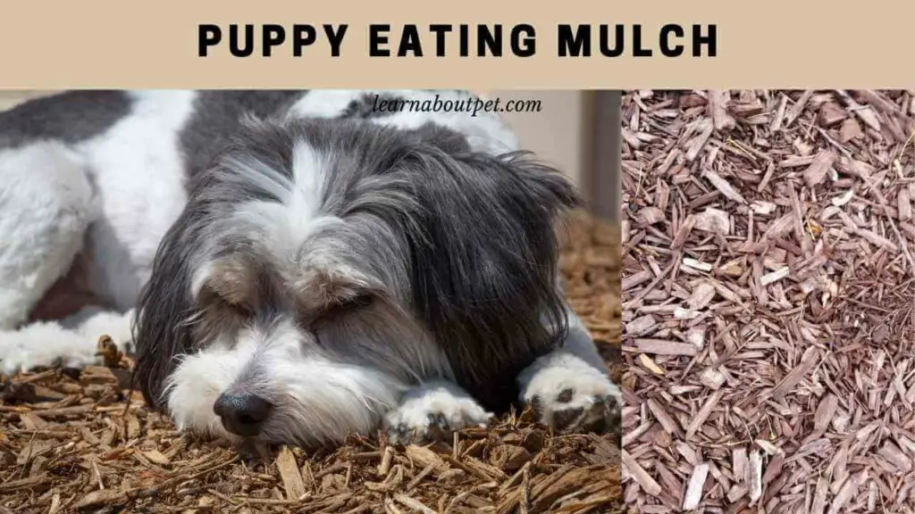 Puppy eating mulch