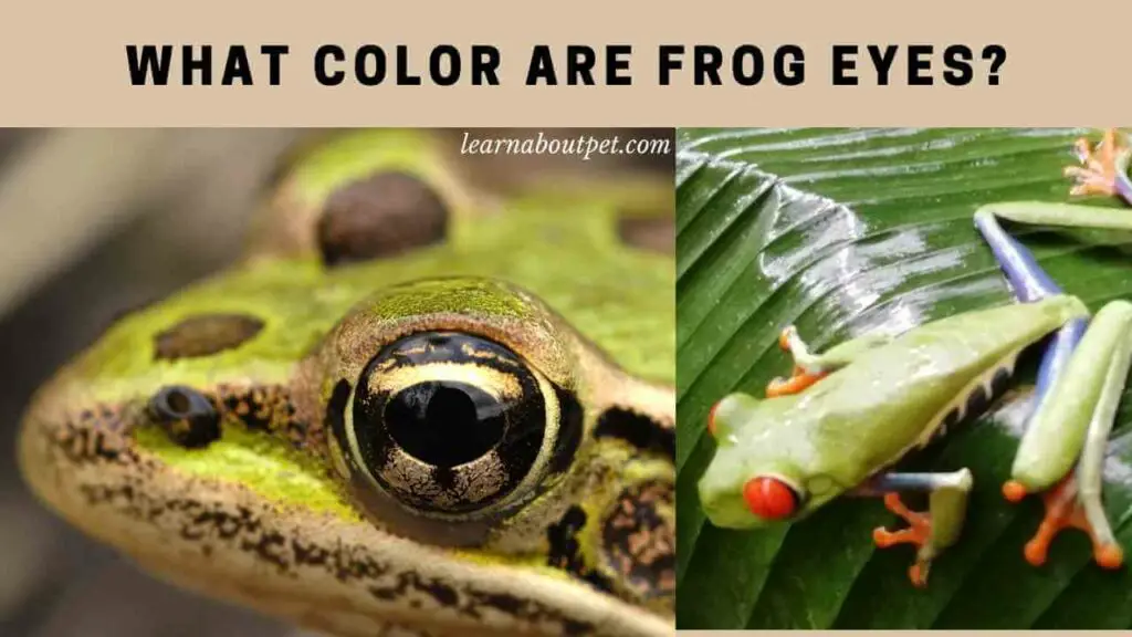 levi's frog eye color