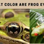 What Color Are Frog Eyes? 9 Cool Frog Eye Color Facts