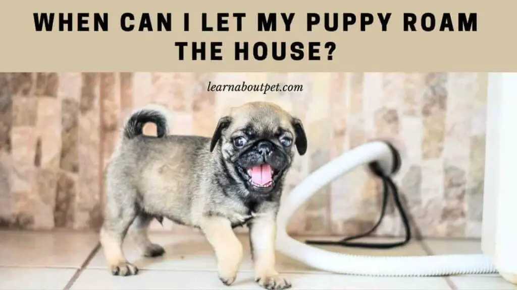 when-can-i-let-my-puppy-roam-the-house-5-cool-tips-2023