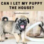 When Can I Let My Puppy Roam The House? 5 Cool Tips