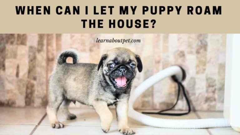 When Can I Let My Puppy Roam The House? 5 Cool Tips - 2023