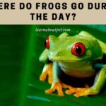 Where Do Frogs Go During The Day? 7 Cool Places