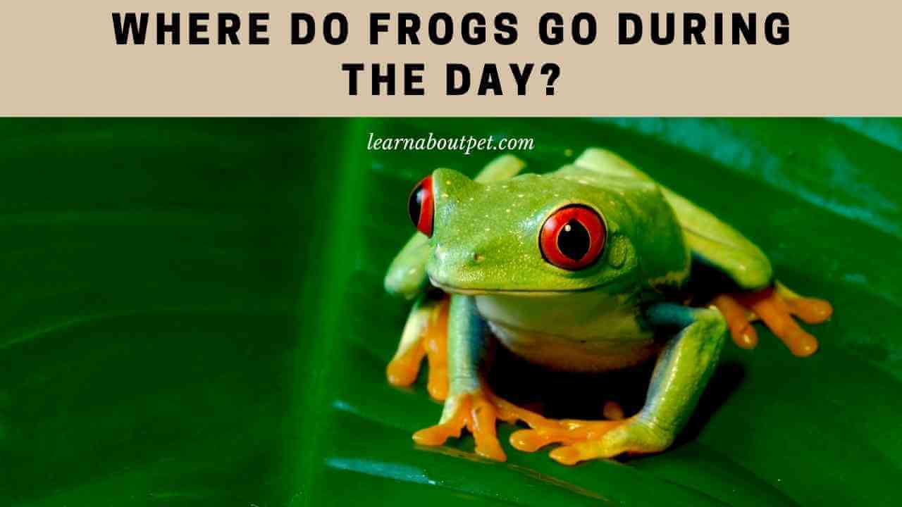 Where Do Frogs Go During The Day? 7 Cool Places - 2023