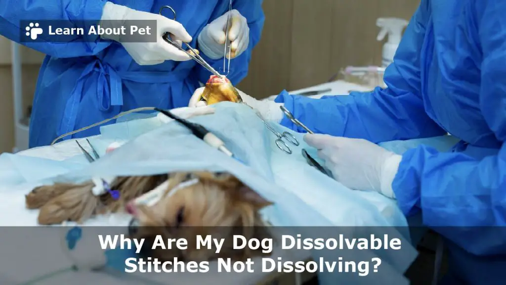 Dog dissolvable stitches not dissolving