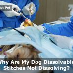 Dog Dissolvable Stitches Not Dissolving