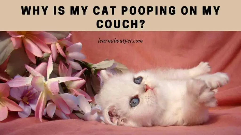 why-is-my-cat-pooping-on-my-couch-7-menacing-facts-2023