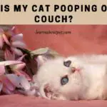 Why Is My Cat Pooping On My Couch? 7 Menacing Facts