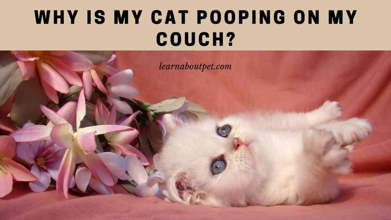 Why Is My Cat Pooping On My Couch? 7 Menacing Facts 2023