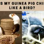 Why Is My Guinea Pig Chirping Like A Bird? 7 Interesting Reasons